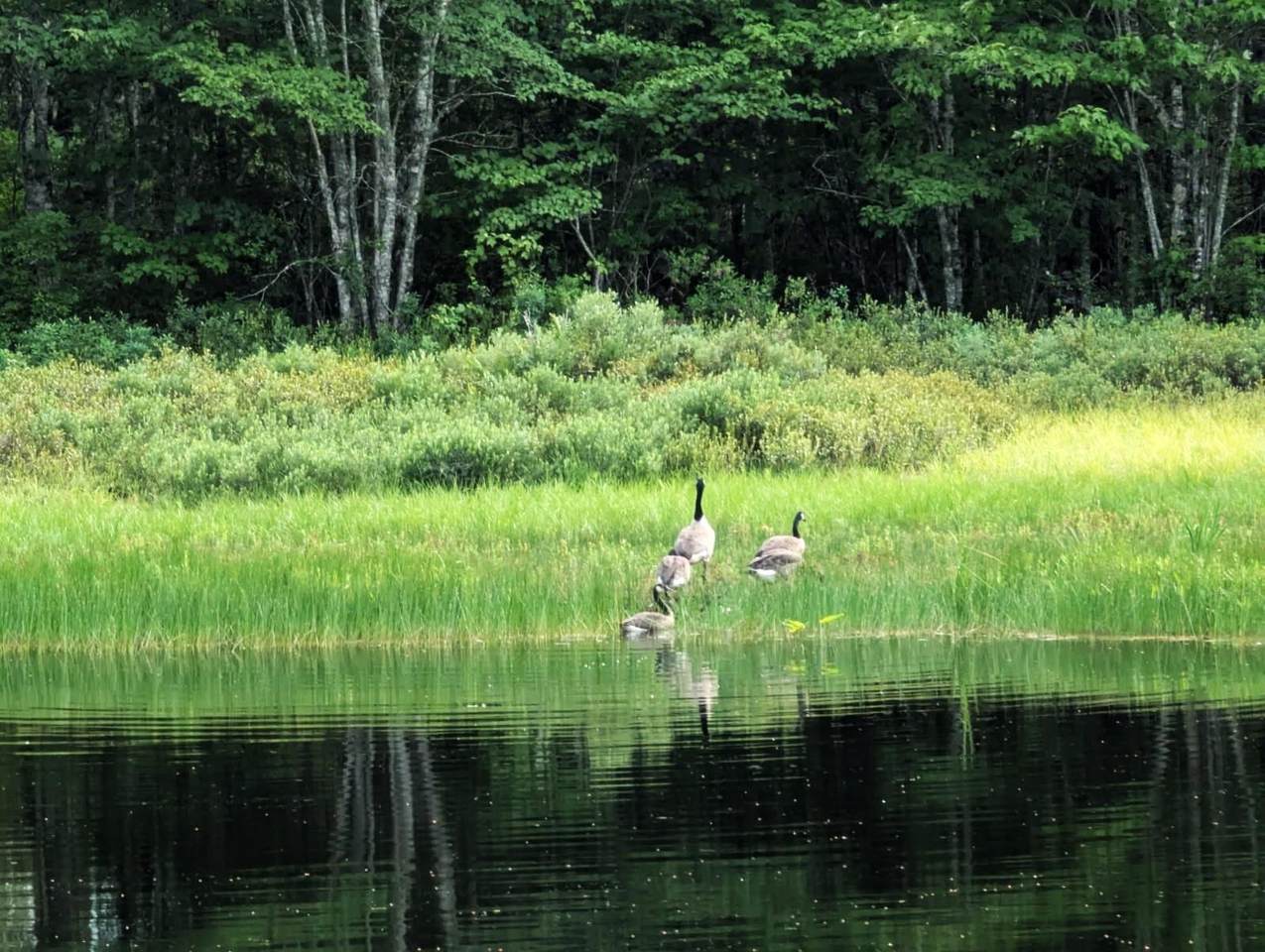 https://bt-photos.global.ssl.fastly.net/novascotia/1280_boomver_1_202617215-2.jpg