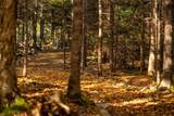  Little Deer Lane - Photo 18