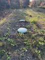 1600 Lingan Road - Photo 48
