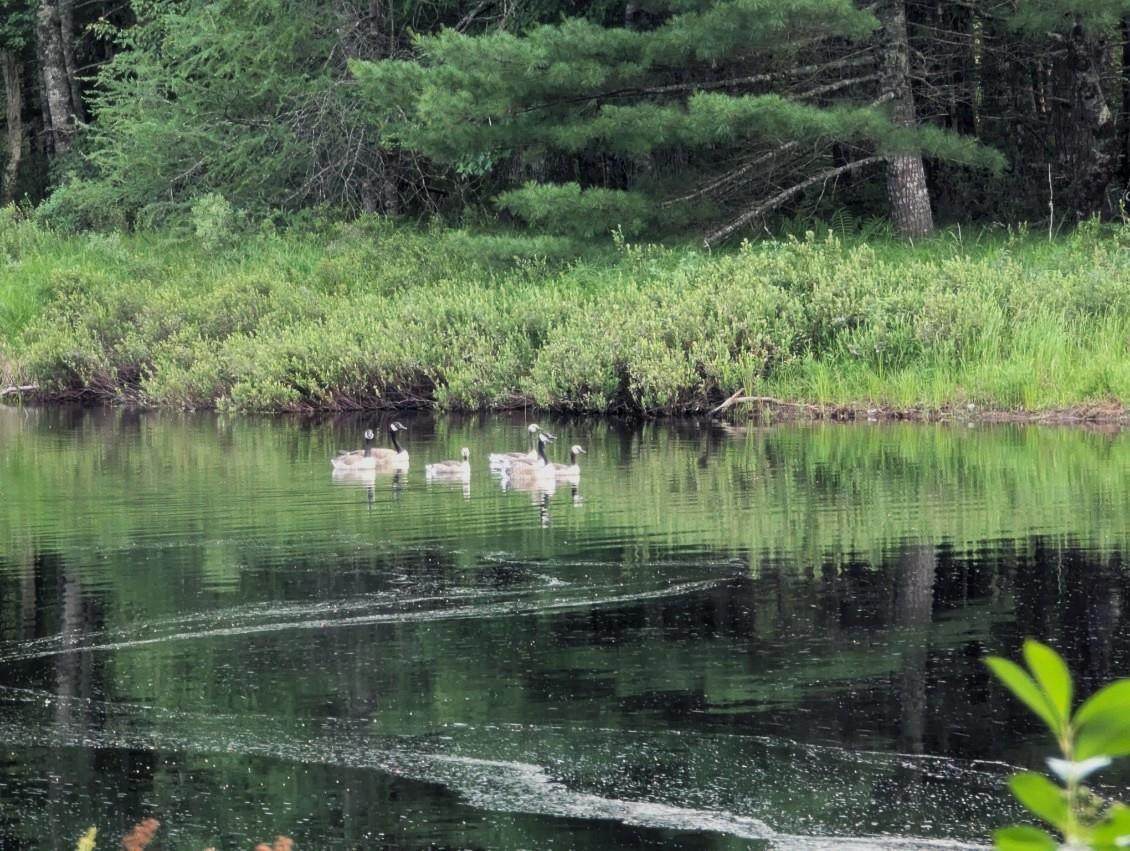 https://bt-photos.global.ssl.fastly.net/novascotia/1280_boomver_1_202617215-2.jpg