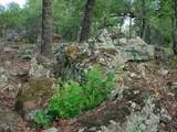6H Stagecoach Trail - Photo 4