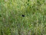 863 Pitchpole Circle - Photo 8