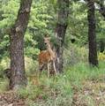 38 Pawnee Trail - Photo 11