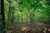 66 Aged Acacia Trail - Photo 6