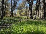 0000 Bounds Road - Photo 17