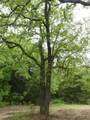 TBD Catholic Cemetery Rd. - Photo 20