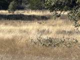 Lot 186 Blackbuck Ridge Drive - Photo 5