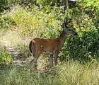 135 Mescalero Trail - Photo 21