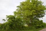 TBD Replat lot Rs County Road 1520 - Photo 5