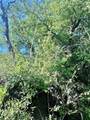 Lot 26 Ava Grace Lane - Photo 15