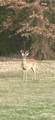 20741 State Highway 155 - Photo 38