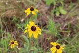 Tract 8 Oak Hill Trail - Photo 15