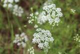 Tract 8 Oak Hill Trail - Photo 16