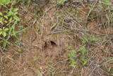 Tract 8 Oak Hill Trail - Photo 19