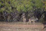 12601 Fm 586 - Photo 33