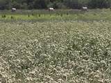 TBD 20 Acres Cr 3150 - Photo 16