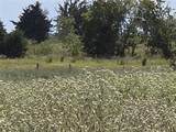 TBD 20 Acres Cr 3150 - Photo 26