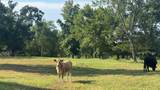 768 County Road 2220 - Photo 28
