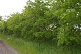 TBD Lot 2 Rs County Road 1520 - Photo 11