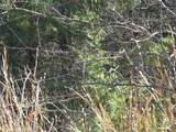 Lot 20 Sunrise - Photo 17