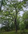 01 Private 5401 Road - Photo 1
