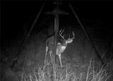 52 Acres Cr-407 Road - Photo 39