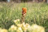 TBD Rattler Hill Road - Photo 4