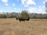 Tract 2 County Road 1255 - Photo 14