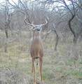 14725 Highway 183 - Photo 37