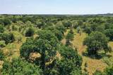 131.7 Acres Roney Road - Photo 16