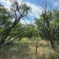 Tract 14 AC Cr 105 - Photo 4