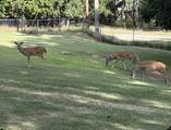 208 Yucca Drive - Photo 38
