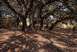 TBD Chafin Lane - Photo 14