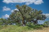 18601 Cr 214 - Photo 25