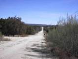 829 Tejas Trail - Photo 5