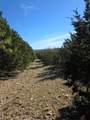 242.442 ACRES Mc Clure Ranch Road - Photo 11