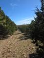 242.442 ACRES Mc Clure Ranch Road - Photo 4