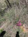 TBD County Road - Photo 5