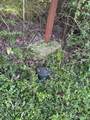 1702 Seale Street - Photo 13