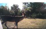 4025 County Road 175 - Photo 11