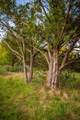 Lot 19 Firewheel - Photo 12