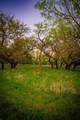 Lot 19 Firewheel - Photo 21