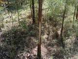 TBD Fm 542 - Photo 4