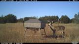 11439 Fm 1602 (161) - Photo 3
