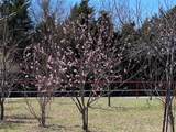 1375 County Road 1030 - Photo 6