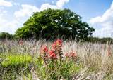 Lot 8 Red Oak Hills Road - Photo 26