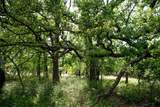 Lot 8 Red Oak Hills Road - Photo 8
