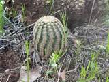 H31 Stagecoach Trail - Photo 10
