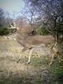 999-2 Cr3805 - Photo 2