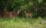Lot 377 Timber Ridge - Photo 23